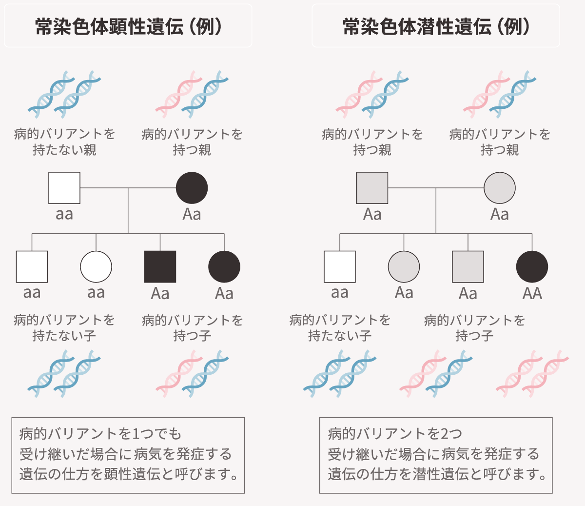 常染色体顕性遺伝と常染色体潜性遺伝の遺伝形式
